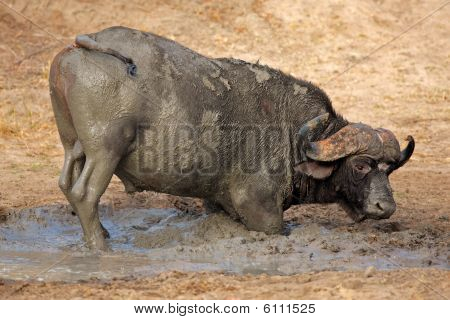 Afrikanske Buffalo tyr, Sydafrika
