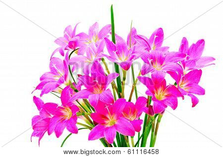 Rain Lily