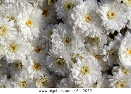 Chrysanthemum