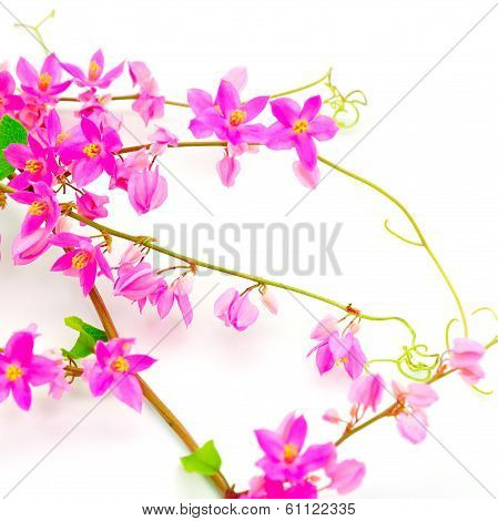 Coral Vine