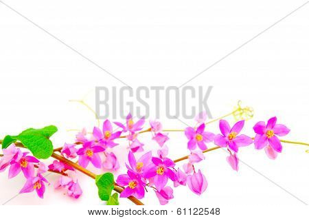 Coral Vine