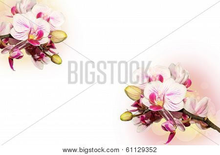 Background With  Orchids