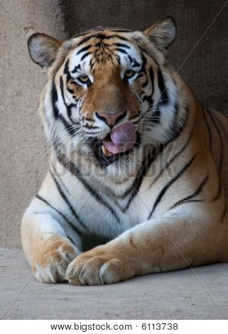 ริมฝีปาก Licking เสือ