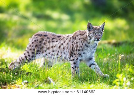 Lynx sneaking in the green grass