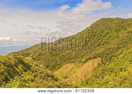 Rain Forest, Panama