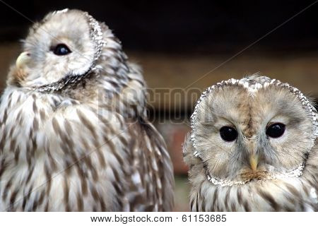 Owl