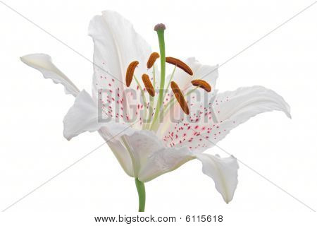 Lily