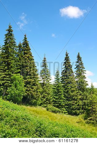Beautiful pine trees in mountains.                                    