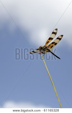 Dragonfly On A Stem