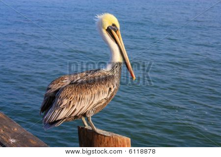 Pellicano