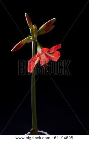 Red Amarilis Flower