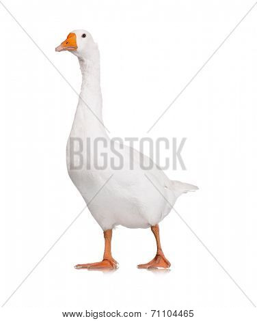 White domestic goose isolated on white background
