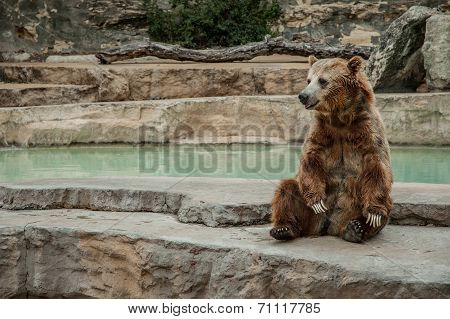 Brown Bear Sitting
