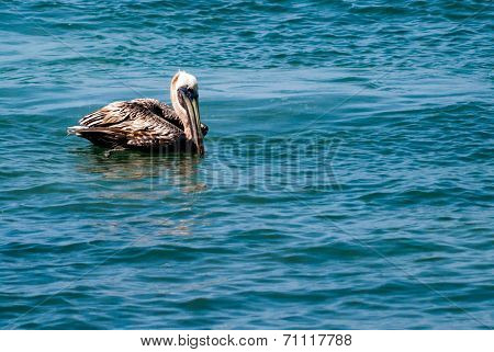 Brown Pelican Floating On Water