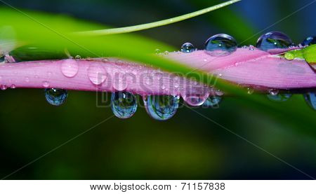 Billbergia Nutans Queen's Tears