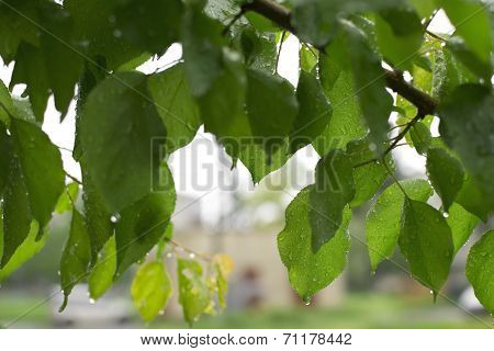Wet Leafs