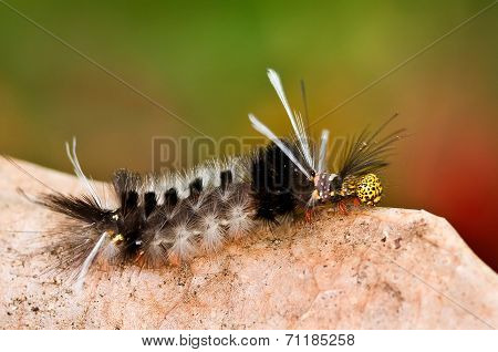 Caterpillar