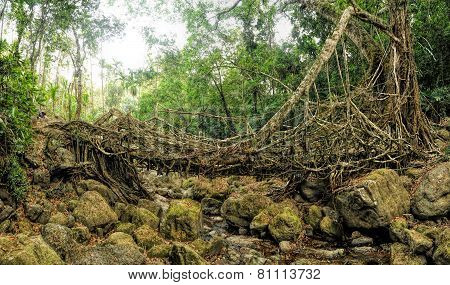 Old Root Bridge In India