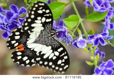 Papilio Demoleus Black And White Spots Butterfly