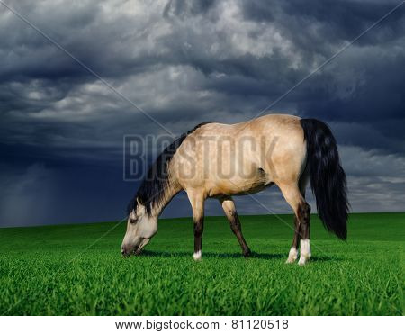 Dun arabian pony on a meadow before a thunder-storm