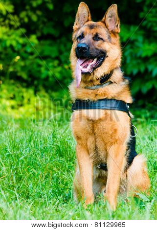 German shepherd Obedience training