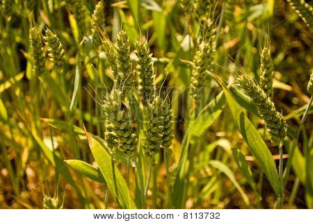Close Up Of Young Wheat