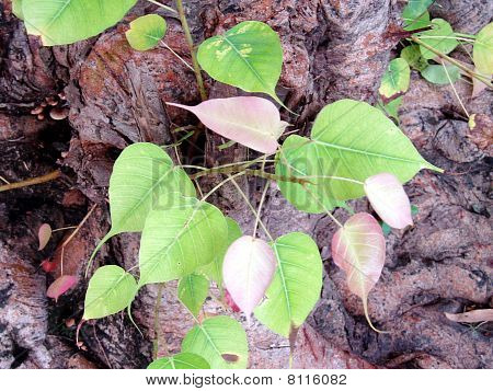 Bodhi tree