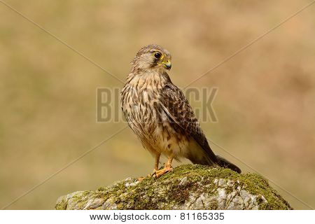 Common Kestrel (falco Tinnunculus)