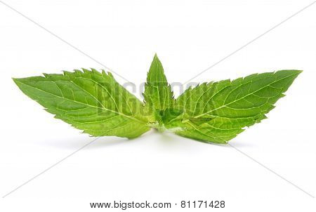 Fresh Mint Leaves