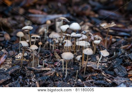 Shrooms In The Forest