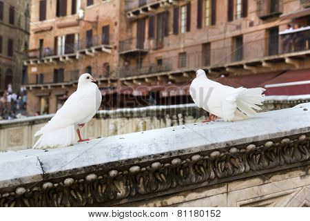 Siena