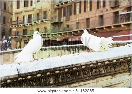 Siena