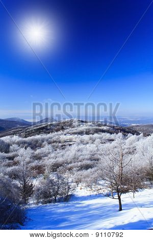 Winter Landscape