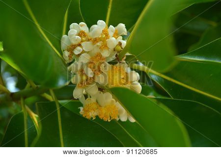 Alexandrian laurel flower