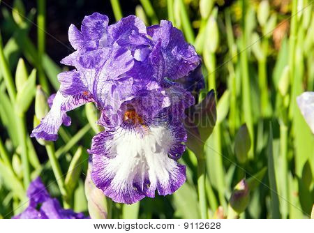 Iris morada