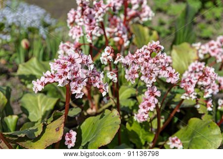 Saxifrage Closeup