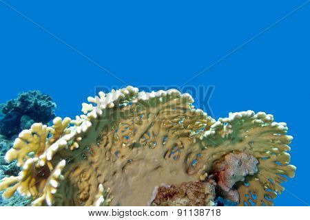 Coral Reef With Yellow Fire Coral In Tropical Sea, Underwater