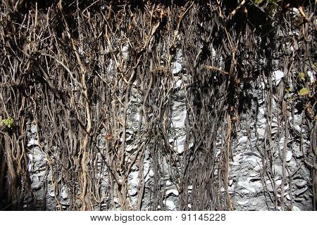 ancient limestone wall