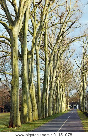 Road Through The Tree Alley