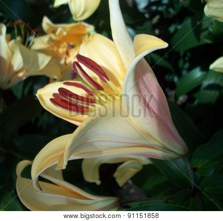Light Yellow Lily