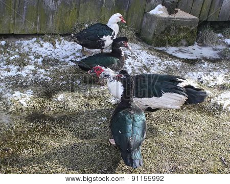 Ducks
