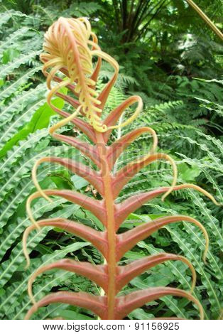 Fern Fronds