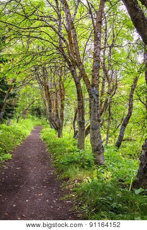 Trail in the woods in Hofdi nature park near Lake Myvatn in Iceland