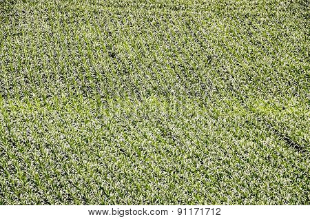 European OGM Growing Green Corn Field
