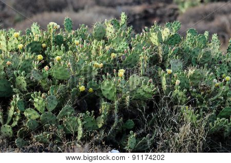 Pricly Pear Wild Green Succulent Cactus