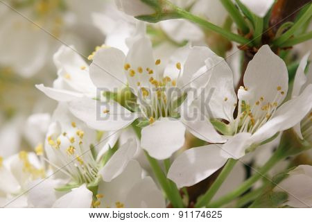 Mayflower flower: a branch with lots of white flowers close-up