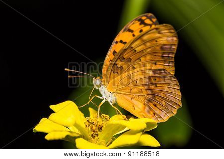 Common Leopard Butterfly