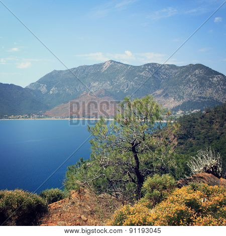View Of Adrasan Bay. Pine Tree And Sea - Vintage Photo.