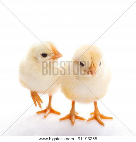 Two Chicks