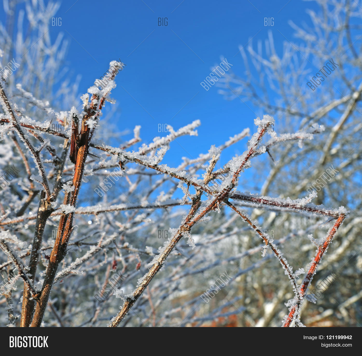 Frozen Branch Barberry Image Photo Free Trial Bigstock